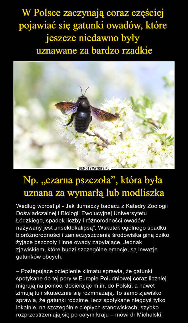 W Polsce zaczynają coraz częściej 
pojawiać się gatunki owadów, które 
jeszcze niedawno były 
uznawane za bardzo rzadkie Np. „czarna pszczoła”, która była 
uznana za wymarłą lub modliszka