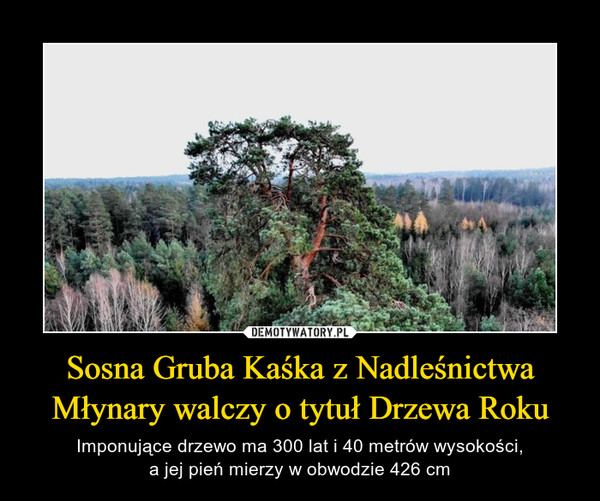 Sosna Gruba Kaśka z Nadleśnictwa Młynary walczy o tytuł Drzewa Roku