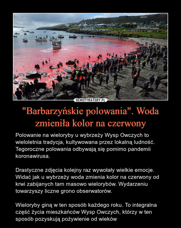 "Barbarzyńskie polowania". Woda zmieniła kolor na czerwony