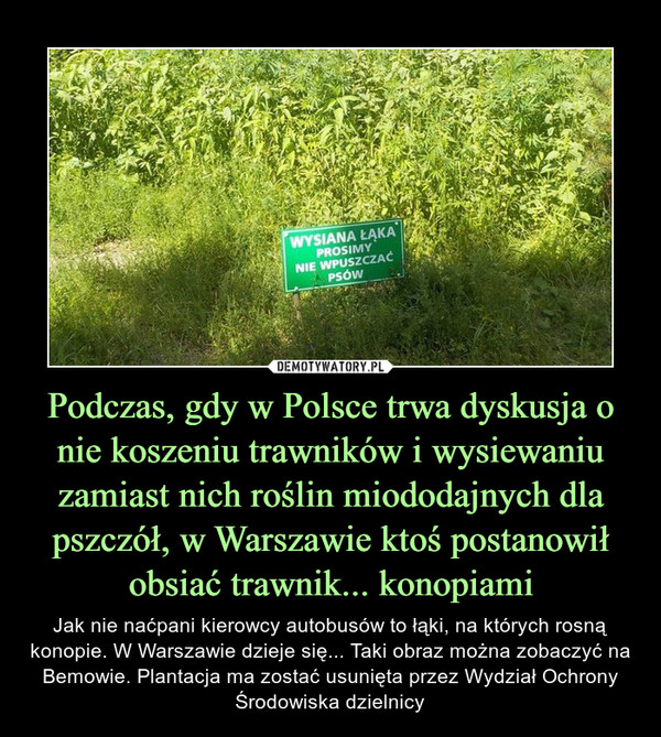 Podczas, gdy w Polsce trwa dyskusja o nie koszeniu trawników i wysiewaniu zamiast nich roślin miododajnych dla pszczół, w Warszawie ktoś postanowił obsiać trawnik... konopiami – Jak nie naćpani kierowcy autobusów to łąki, na których rosną konopie. W Warszawie dzieje się... Taki obraz można zobaczyć na Bemowie. Plantacja ma zostać usunięta przez Wydział Ochrony Środowiska dzielnicy Wysiana łąka prosimy nie wpuszczać psów