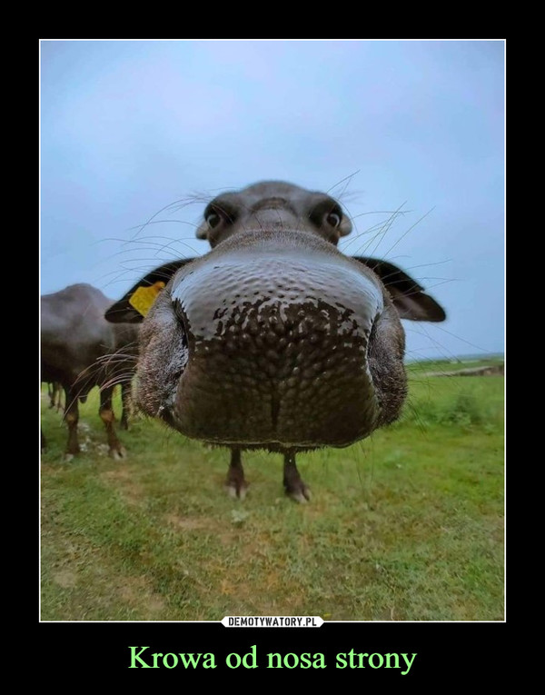 Krowa od nosa strony