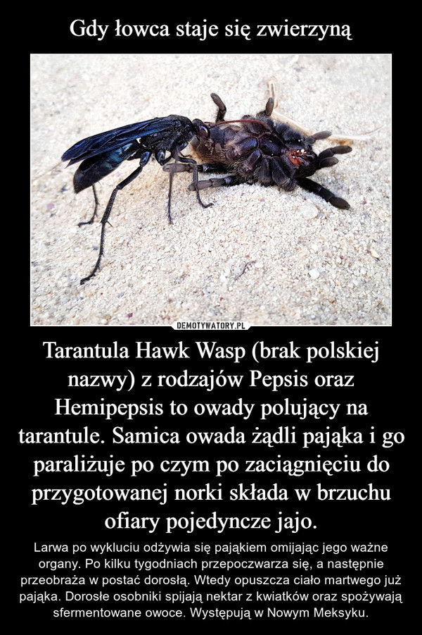 Tarantula Hawk Wasp (brak polskiej nazwy) z rodzajów Pepsis oraz Hemipepsis to owady polujący na tarantule. Samica owada żądli pająka i go paraliżuje po czym po zaciągnięciu do przygotowanej norki składa w brzuchu ofiary pojedyncze jajo. – Larwa po wykluciu odżywia się pająkiem omijając jego ważne organy. Po kilku tygodniach przepoczwarza się, a następnie przeobraża w postać dorosłą. Wtedy opuszcza ciało martwego już pająka. Dorosłe osobniki spijają nektar z kwiatków oraz spożywają sfermentowane owoce. Występują w Nowym Meksyku. 