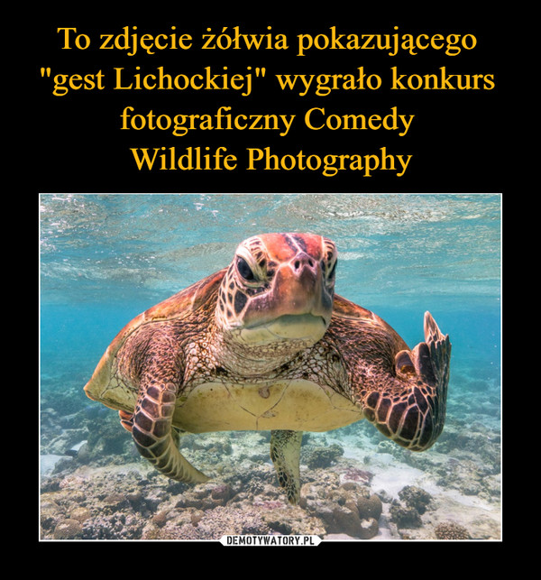 To zdjęcie żółwia pokazującego 
"gest Lichockiej" wygrało konkurs 
fotograficzny Comedy 
Wildlife Photography