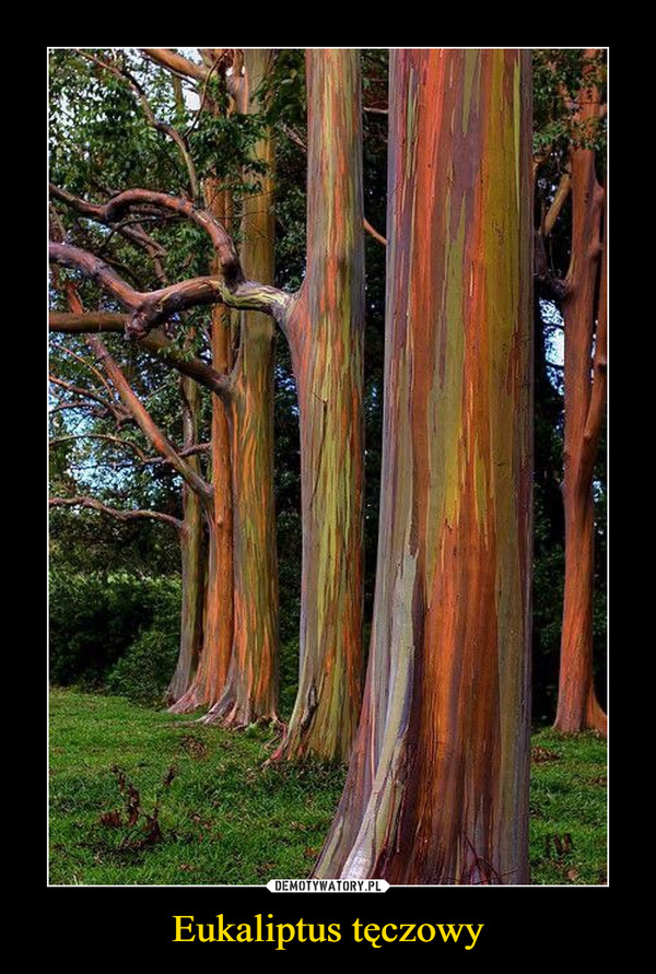 Eukaliptus tęczowy –  