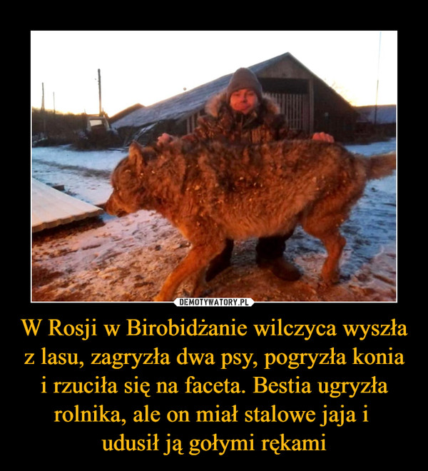 W Rosji w Birobidżanie wilczyca wyszła z lasu, zagryzła dwa psy, pogryzła konia i rzuciła się na faceta. Bestia ugryzła rolnika, ale on miał stalowe jaja i 
udusił ją gołymi rękami
