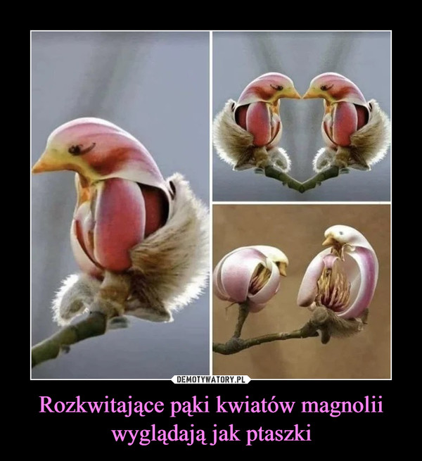 Rozkwitające pąki kwiatów magnolii wyglądają jak ptaszki –  
