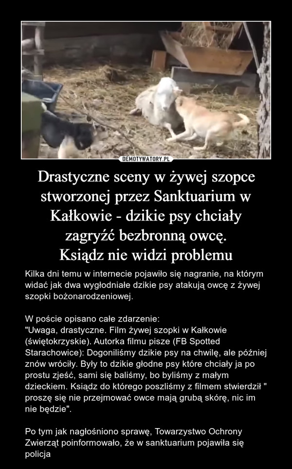 Drastyczne sceny w żywej szopce stworzonej przez Sanktuarium w Kałkowie - dzikie psy chciały
zagryźć bezbronną owcę.
Ksiądz nie widzi problemu