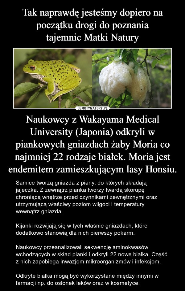 Tak naprawdę jesteśmy dopiero na początku drogi do poznania
tajemnic Matki Natury Naukowcy z Wakayama Medical University (Japonia) odkryli w piankowych gniazdach żaby Moria co najmniej 22 rodzaje białek. Moria jest endemitem zamieszkującym lasy Honsiu.