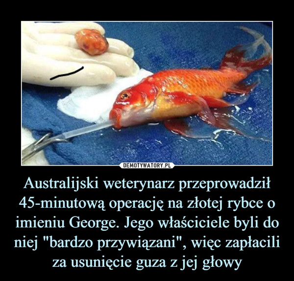 Australijski weterynarz przeprowadził 45-minutową operację na złotej rybce o imieniu George. Jego właściciele byli do niej "bardzo przywiązani", więc zapłacili za usunięcie guza z jej głowy –  