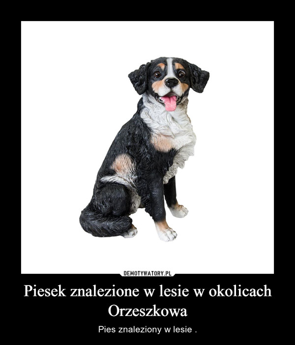Piesek znalezione w lesie w okolicach Orzeszkowa – Pies znaleziony w lesie . 