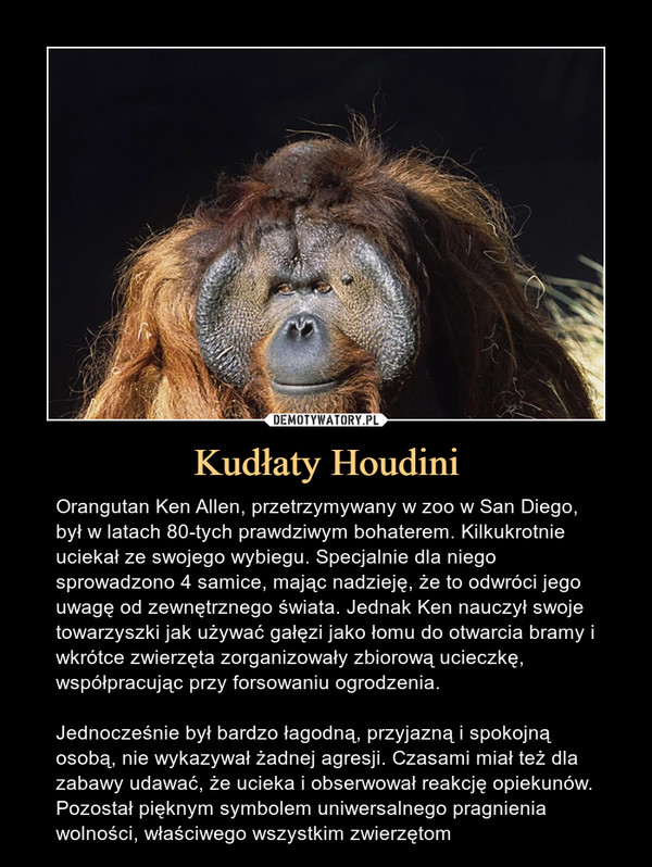 Kudłaty Houdini – Orangutan Ken Allen, przetrzymywany w zoo w San Diego, był w latach 80-tych prawdziwym bohaterem. Kilkukrotnie uciekał ze swojego wybiegu. Specjalnie dla niego sprowadzono 4 samice, mając nadzieję, że to odwróci jego uwagę od zewnętrznego świata. Jednak Ken nauczył swoje towarzyszki jak używać gałęzi jako łomu do otwarcia bramy i wkrótce zwierzęta zorganizowały zbiorową ucieczkę, współpracując przy forsowaniu ogrodzenia.Jednocześnie był bardzo łagodną, przyjazną i spokojną osobą, nie wykazywał żadnej agresji. Czasami miał też dla zabawy udawać, że ucieka i obserwował reakcję opiekunów.Pozostał pięknym symbolem uniwersalnego pragnienia wolności, właściwego wszystkim zwierzętom Orangutan Ken Allen, przetrzymywany w zoo w San Diego, był w latach 80-tych prawdziwym bohaterem. Kilkukrotnie uciekał ze swojego wybiegu. Specjalnie dla niego sprowadzono 4 samice, mając nadzieję, że to odwróci jego uwagę od zewnętrznego świata. Jednak Ken nauczył swoje towarzyszki jak używać gałęzi jako łomu do otwarcia bramy i wkrótce zwierzęta zorganizowały zbiorową ucieczkę, współrpacując przy forsowaniu ogrodzenia.Jednocześnie bardzo łagodną, przyjazną i spokojną osobą, nie wykazywał żadnej agresji. Czasami miał też dla zabawy udawać, że ucieka i obserwował reakcję opiekunów.Pozostanie pięknym symbolem uniwersalnego pragnienia wolności, właściwego wszystkim zwierzętom