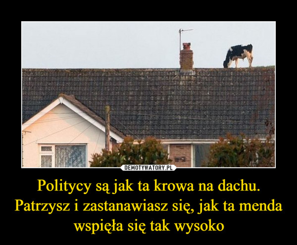 Politycy są jak ta krowa na dachu. Patrzysz i zastanawiasz się, jak ta menda wspięła się tak wysoko –  