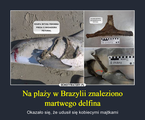 Na plaży w Brazylii znaleziono martwego delfina – Okazało się, że udusił się kobiecymi majtkami 