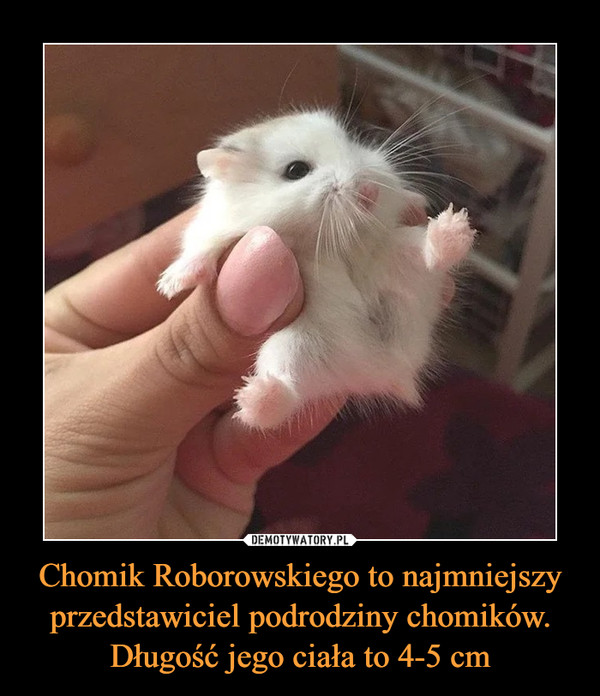 Chomik Roborowskiego to najmniejszy przedstawiciel podrodziny chomików. Długość jego ciała to 4-5 cm –  