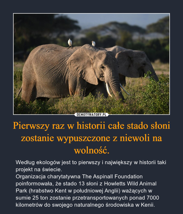 Pierwszy raz w historii całe stado słoni zostanie wypuszczone z niewoli na wolność.