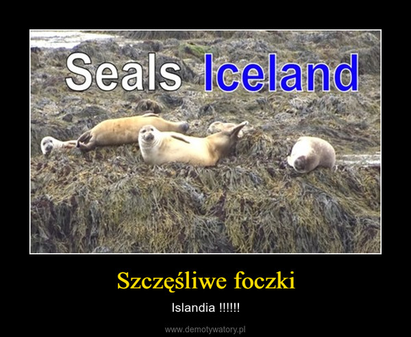 Szczęśliwe foczki – Islandia !!!!!! 