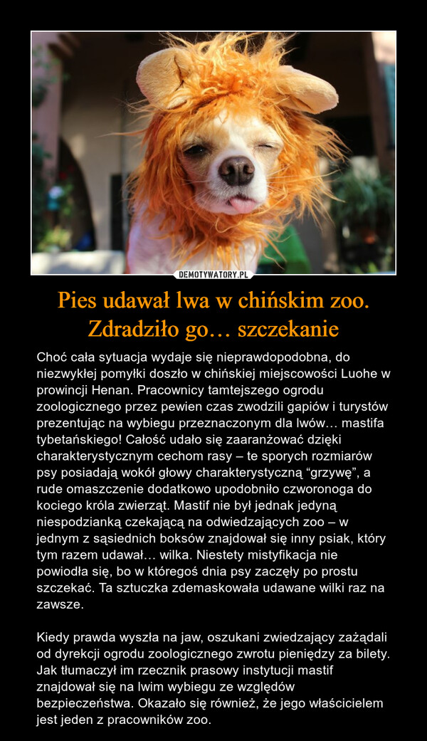 Pies udawał lwa w chińskim zoo. Zdradziło go… szczekanie