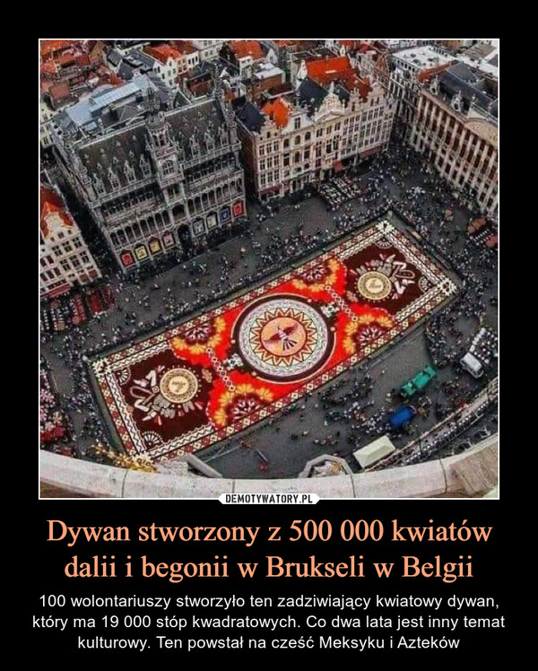 Dywan stworzony z 500 000 kwiatów dalii i begonii w Brukseli w Belgii