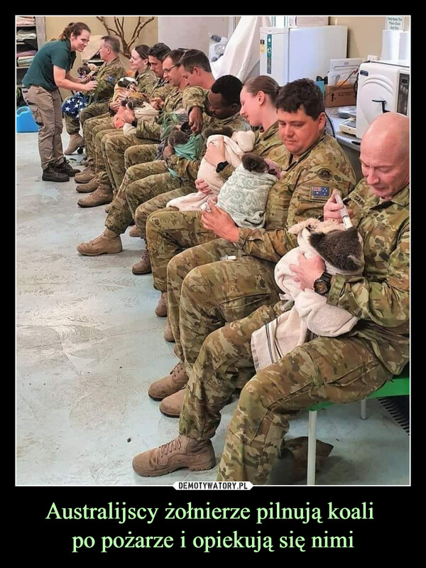 Australijscy żołnierze pilnują koali 
po pożarze i opiekują się nimi