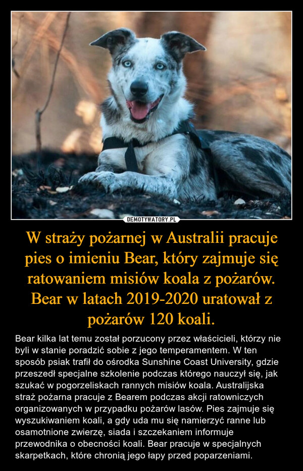 W straży pożarnej w Australii pracuje pies o imieniu Bear, który zajmuje się ratowaniem misiów koala z pożarów. Bear w latach 2019-2020 uratował z pożarów 120 koali.