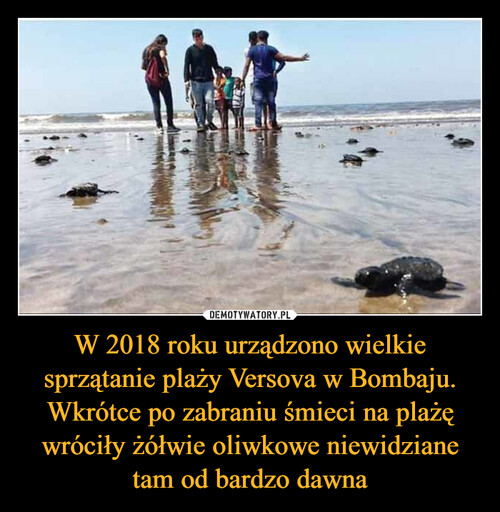 W 2018 roku urządzono wielkie sprzątanie plaży Versova w Bombaju. Wkrótce po zabraniu śmieci na plażę wróciły żółwie oliwkowe niewidziane tam od bardzo dawna