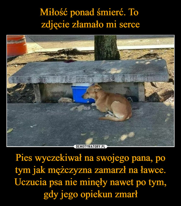 Pies wyczekiwał na swojego pana, po tym jak mężczyzna zamarzł na ławce.Uczucia psa nie minęły nawet po tym, gdy jego opiekun zmarł –  