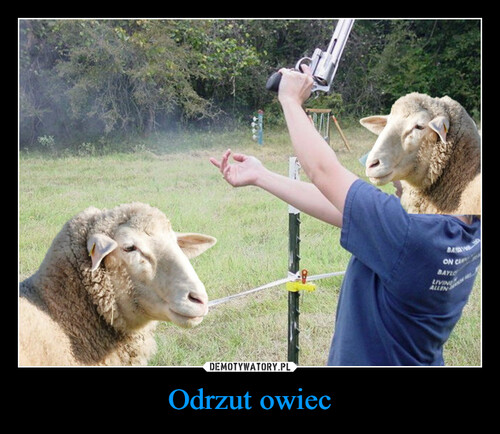 Odrzut owiec
