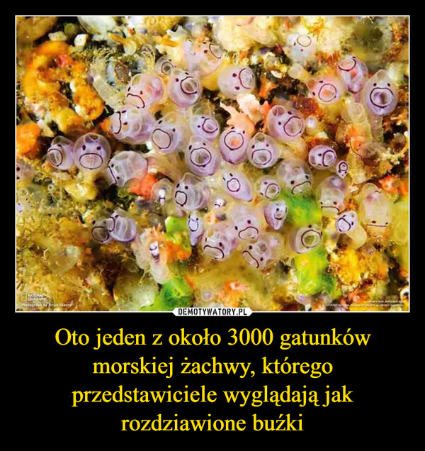 Oto jeden z około 3000 gatunków morskiej żachwy, którego przedstawiciele wyglądają jak rozdziawione buźki