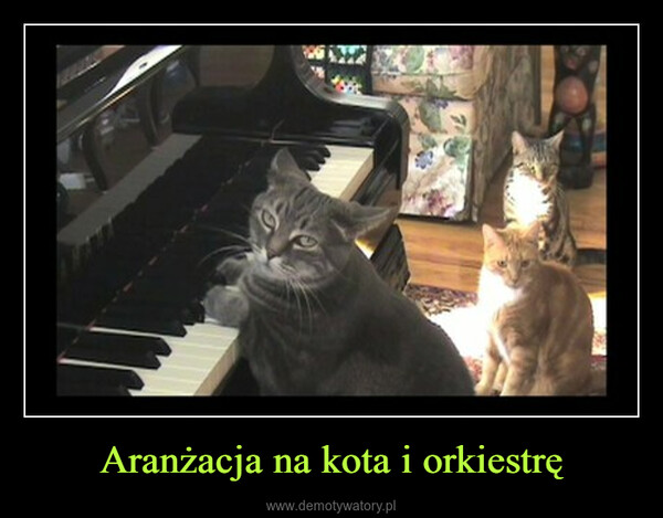 Aranżacja na kota i orkiestrę –  