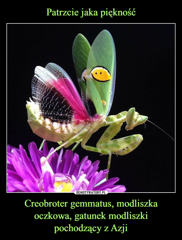 Patrzcie jaka piękność Creobroter gemmatus, modliszka oczkowa, gatunek modliszki
pochodzący z Azji