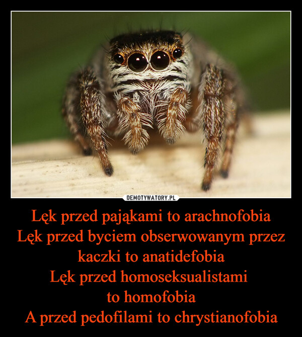 Lęk przed pająkami to arachnofobiaLęk przed byciem obserwowanym przez kaczki to anatidefobiaLęk przed homoseksualistami to homofobiaA przed pedofilami to chrystianofobia –  