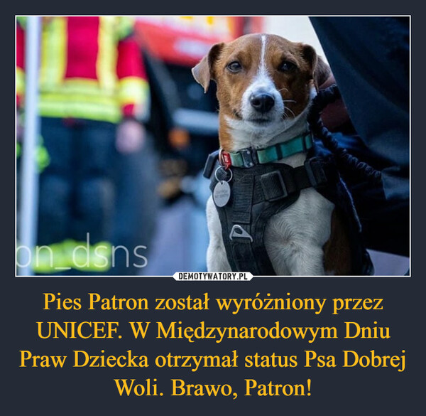 Pies Patron został wyróżniony przez UNICEF. W Międzynarodowym Dniu Praw Dziecka otrzymał status Psa Dobrej Woli. Brawo, Patron! –  
