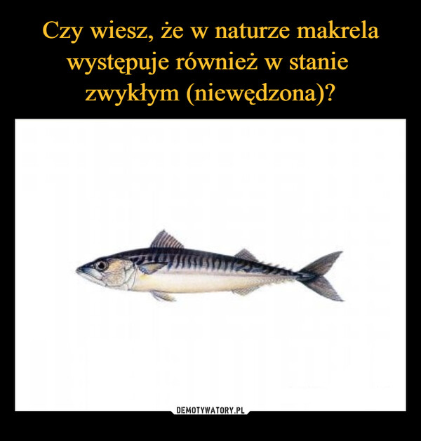 Czy wiesz, że w naturze makrela występuje również w stanie 
zwykłym (niewędzona)?