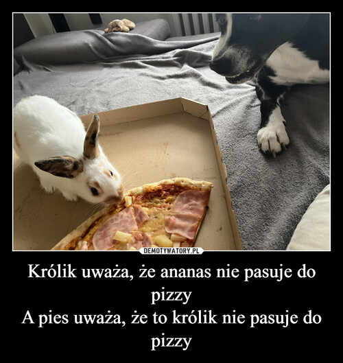 Królik uważa, że ananas nie pasuje do pizzy
A pies uważa, że to królik nie pasuje do pizzy