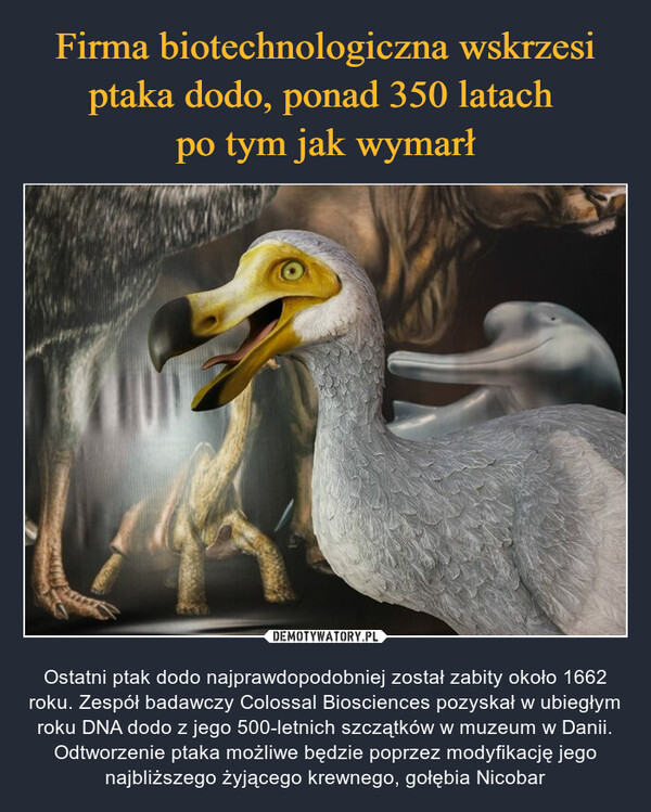 Firma biotechnologiczna wskrzesi ptaka dodo, ponad 350 latach 
po tym jak wymarł