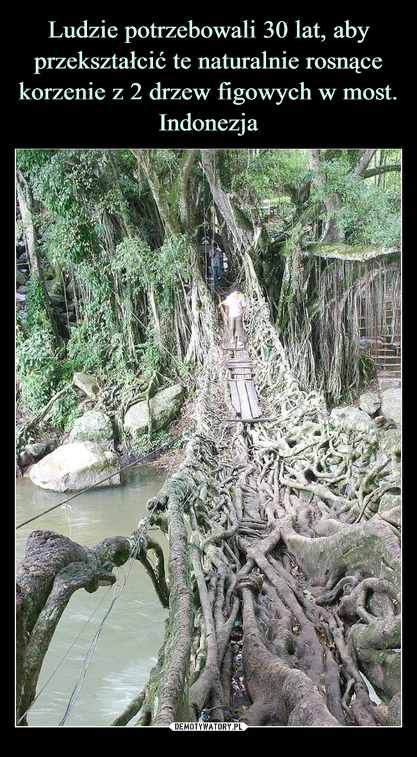 Ludzie potrzebowali 30 lat, aby przekształcić te naturalnie rosnące korzenie z 2 drzew figowych w most. Indonezja