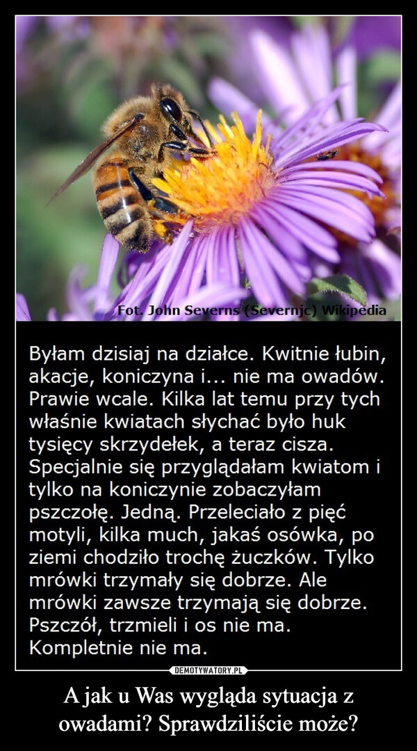 A jak u Was wygląda sytuacja z owadami? Sprawdziliście może? –  Fot. John Severns (Severnjc) WikipediaByłam dzisiaj na działce. Kwitnie łubin,akacje, koniczyna i... nie ma owadów.Prawie wcale. Kilka lat temu przy tychwłaśnie kwiatach słychać było huktysięcy skrzydełek, a teraz cisza.Specjalnie się przyglądałam kwiatom itylko na koniczynie zobaczyłampszczołę. Jedną. Przeleciało z pięćmotyli, kilka much, jakaś osówka, poziemi chodziło trochę żuczków. Tylkomrówki trzymały się dobrze. Alemrówki zawsze trzymają się dobrze.Pszczół, trzmieli i os nie ma.Kompletnie nie ma.