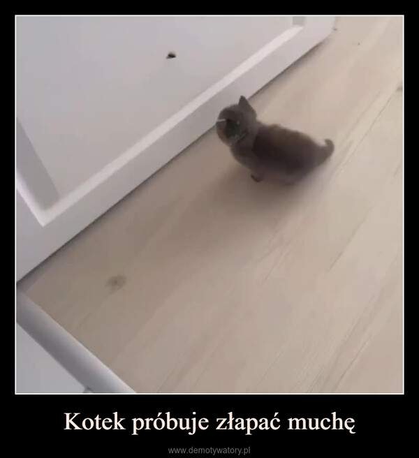 Kotek próbuje złapać muchę –  0:03