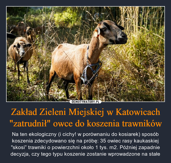 Zakład Zieleni Miejskiej w Katowicach "zatrudnił" owce do koszenia trawników – Na ten ekologiczny (i cichy! w porównaniu do kosiarek) sposób koszenia zdecydowano się na próbę: 35 owiec rasy kaukaskiej "skosi” trawniki o powierzchni około 1 tys. m2. Później zapadnie decyzja, czy tego typu koszenie zostanie wprowadzone na stałe 