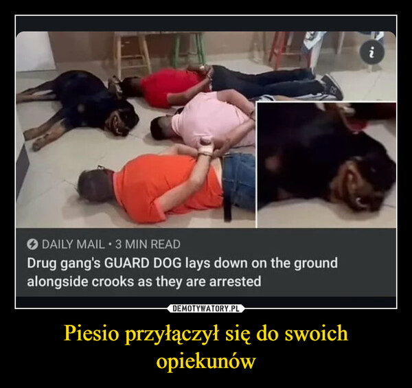 Piesio przyłączył się do swoich opiekunów –  APLDAILY MAIL 3 MIN READDrug gang's GUARD DOG lays down on the groundalongside crooks as they are arrested22i