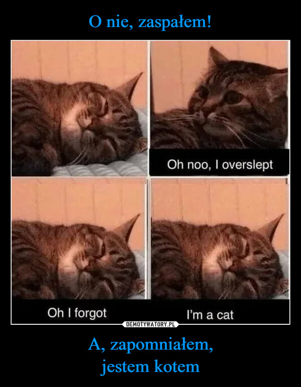A, zapomniałem,jestem kotem –  Oh I forgotOh noo, I oversleptI'm a cat