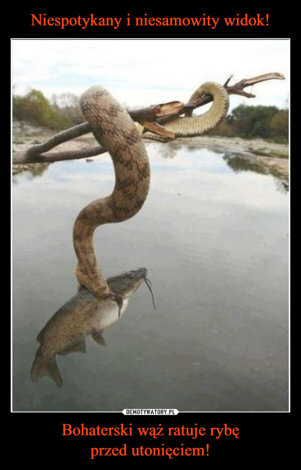 Bohaterski wąż ratuje rybęprzed utonięciem! –  