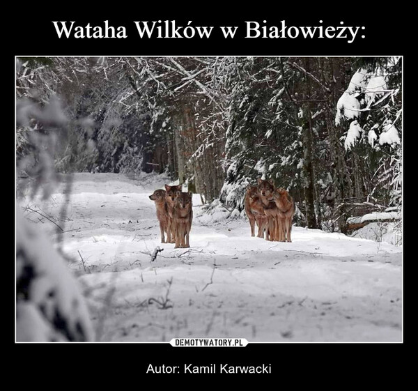 Wataha Wilków w Białowieży: