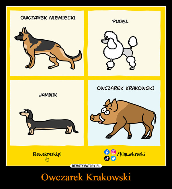Owczarek Krakowski –  OWCZAREK NIEMIECKIJAMNIKKlawekreski.plPUDELOWCZAREK KRAKOWSKI/Klawekreski