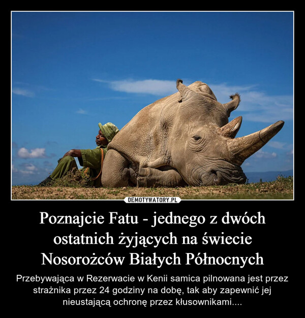 Poznajcie Fatu - jednego z dwóch ostatnich żyjących na świecie Nosorożców Białych Północnych