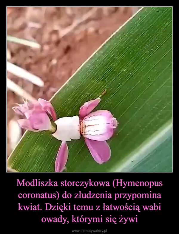 Modliszka storczykowa (Hymenopus coronatus) do złudzenia przypomina kwiat. Dzięki temu z łatwością wabi owady, którymi się żywi –  