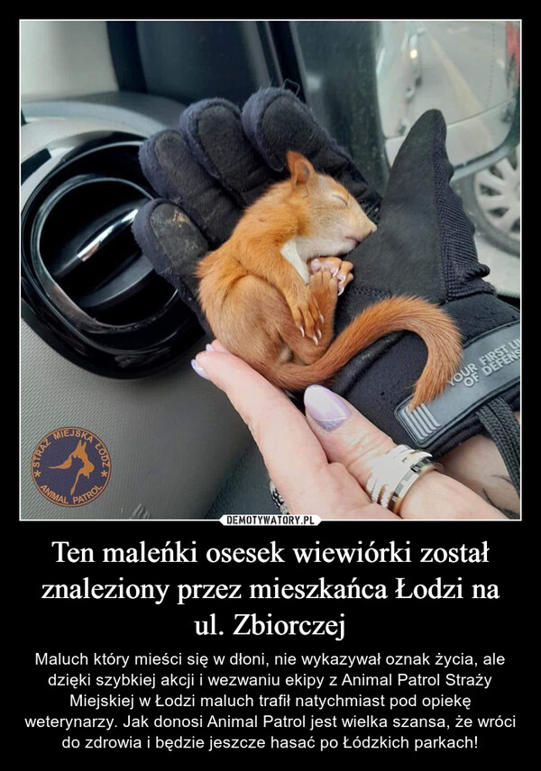 Ten maleńki osesek wiewiórki został znaleziony przez mieszkańca Łodzi na ul. Zbiorczej