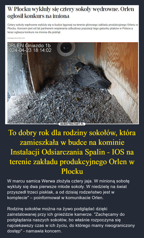 To dobry rok dla rodziny sokołów, która zamieszkała w budce na kominie Instalacji Odsiarczania Spalin - IOS na terenie zakładu produkcyjnego Orlen w Płocku
