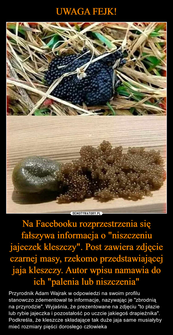 UWAGA FEJK! Na Facebooku rozprzestrzenia się fałszywa informacja o "niszczeniu jajeczek kleszczy". Post zawiera zdjęcie czarnej masy, rzekomo przedstawiającej jaja kleszczy. Autor wpisu namawia do ich "palenia lub niszczenia"